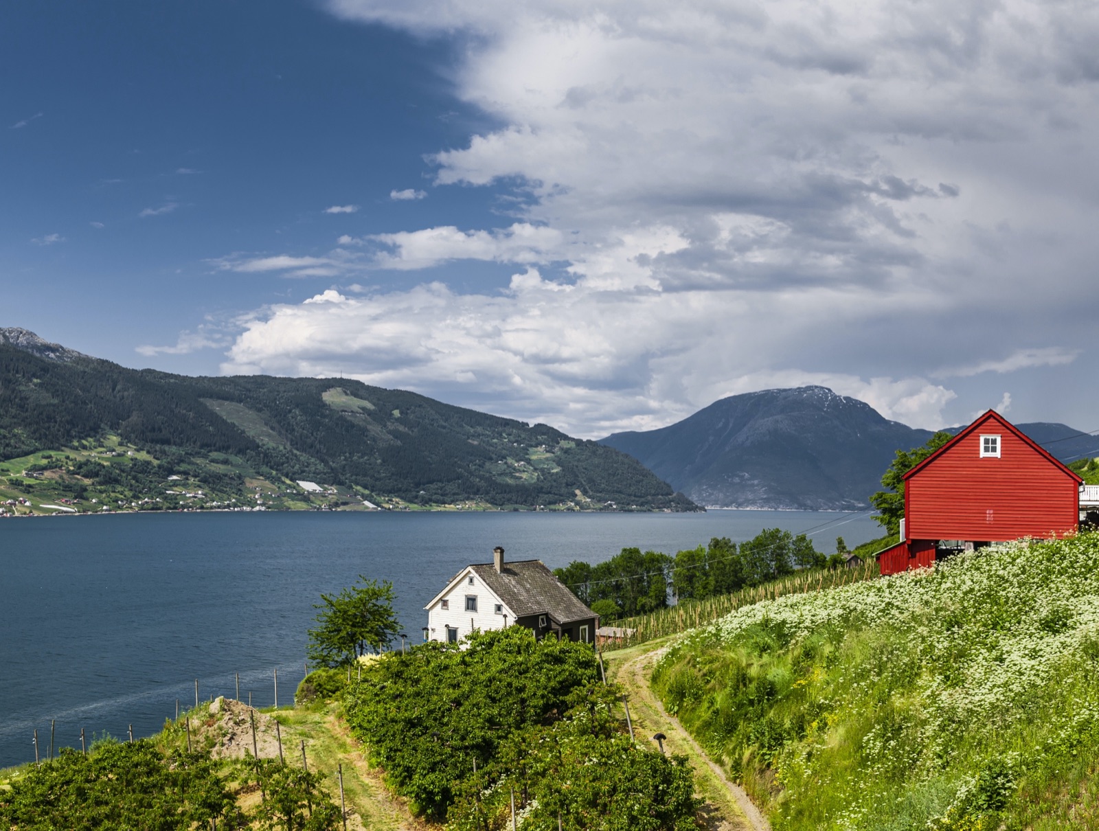 A red barn and a white farmhouse among orchards above a wide fjord